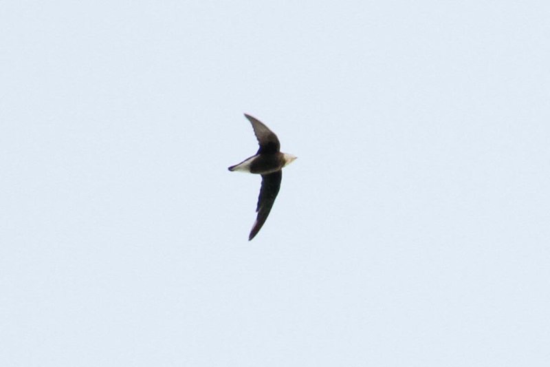 White-throated Needletail (Hirundapus caudacutus)