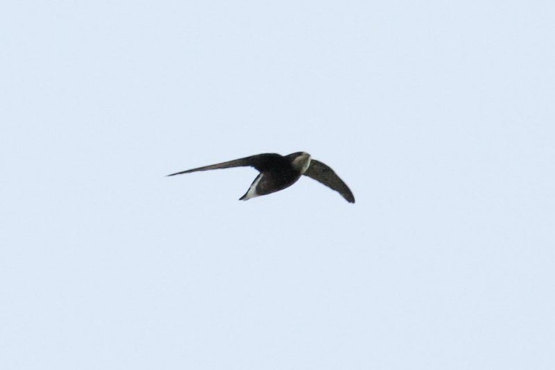 White-throated Needletail (Hirundapus caudacutus)