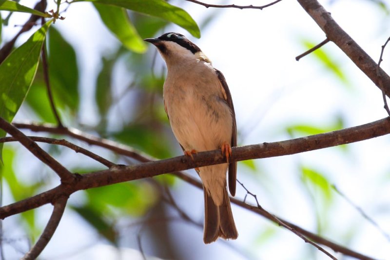 Black-chinned Honeyeater (Melithreptus gularis)