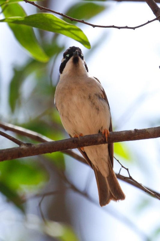 Black-chinned Honeyeater (Melithreptus gularis)