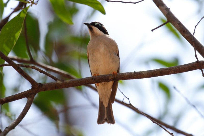 Black-chinned Honeyeater (Melithreptus gularis)