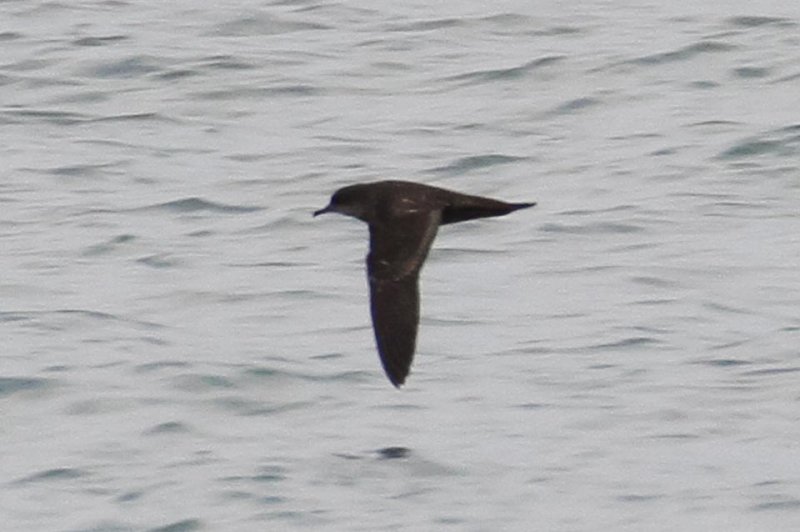 Short-tailed Shearwater (Puffinus tenuirostris)