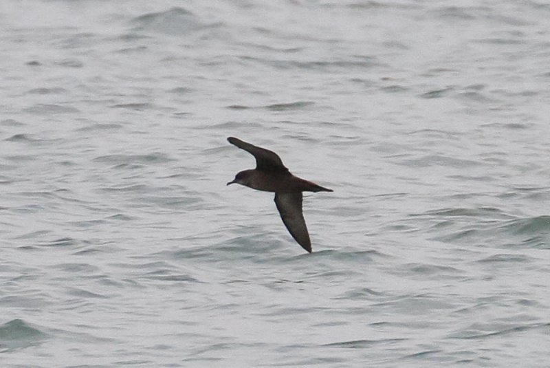 Short-tailed Shearwater (Puffinus tenuirostris)