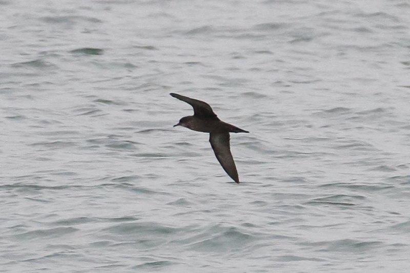 Short-tailed Shearwater (Puffinus tenuirostris)