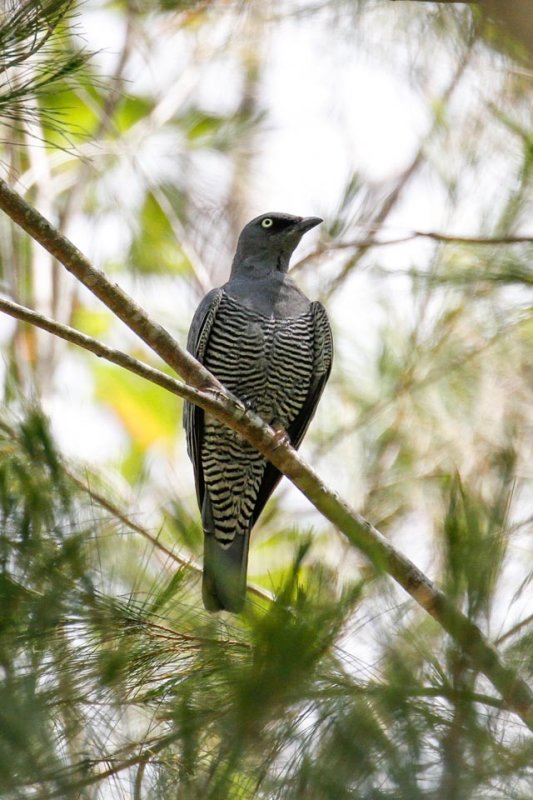 Barred Cuckooshrike (Coracina lineata)