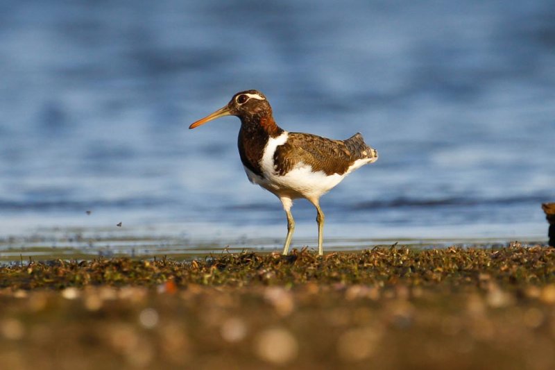 Australian Painted-snipe (Rostratula australis)