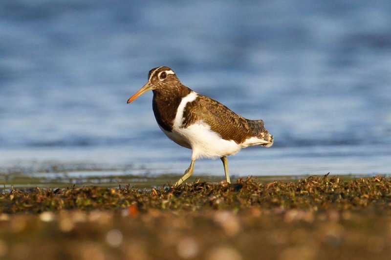 Australian Painted-snipe (Rostratula australis)