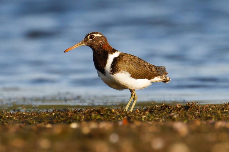 Australian Painted-snipe (Rostratula australis)