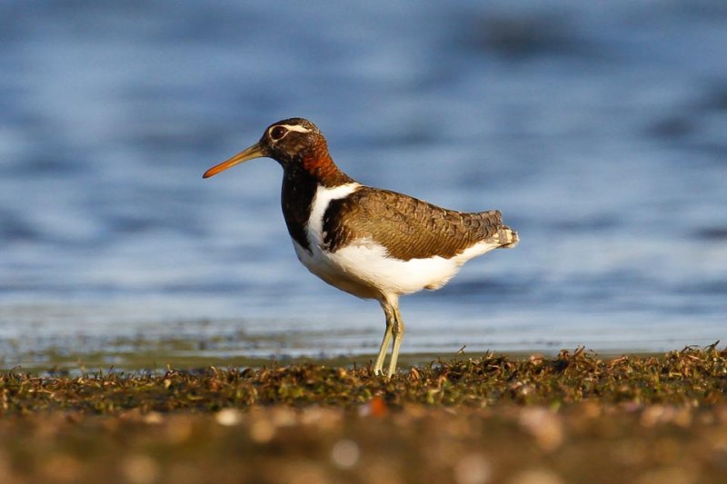 Australian Painted-snipe (Rostratula australis)