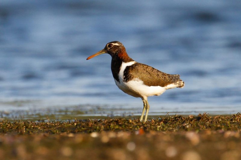 Australian Painted-snipe (Rostratula australis)