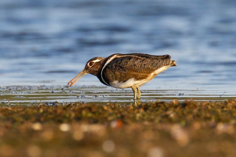Australian Painted-snipe (Rostratula australis)