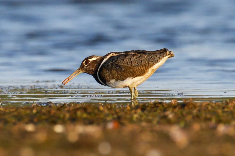 Australian Painted-snipe (Rostratula australis)