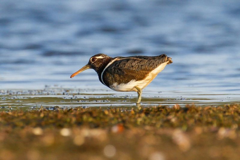 Australian Painted-snipe (Rostratula australis)