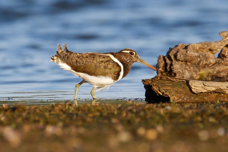 Australian Painted-snipe (Rostratula australis)