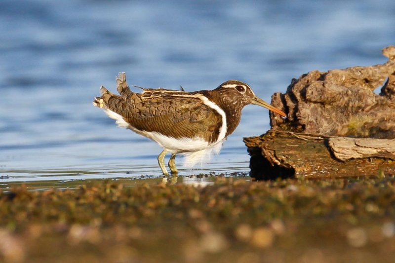 Australian Painted-snipe (Rostratula australis)