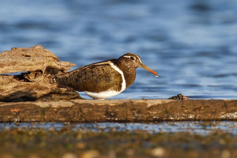 Australian Painted-snipe (Rostratula australis)