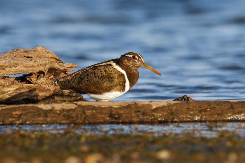 Australian Painted-snipe (Rostratula australis)