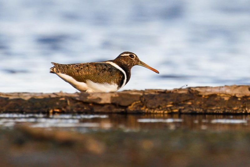 Australian Painted-snipe (Rostratula australis)