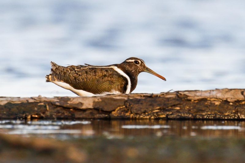 Australian Painted-snipe (Rostratula australis)