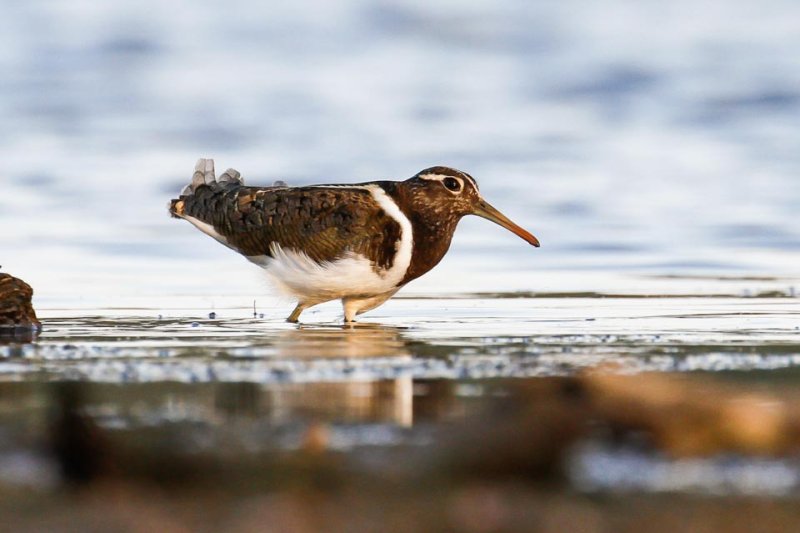 Australian Painted-snipe (Rostratula australis)