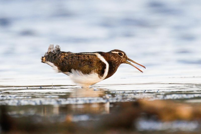 Australian Painted-snipe (Rostratula australis)