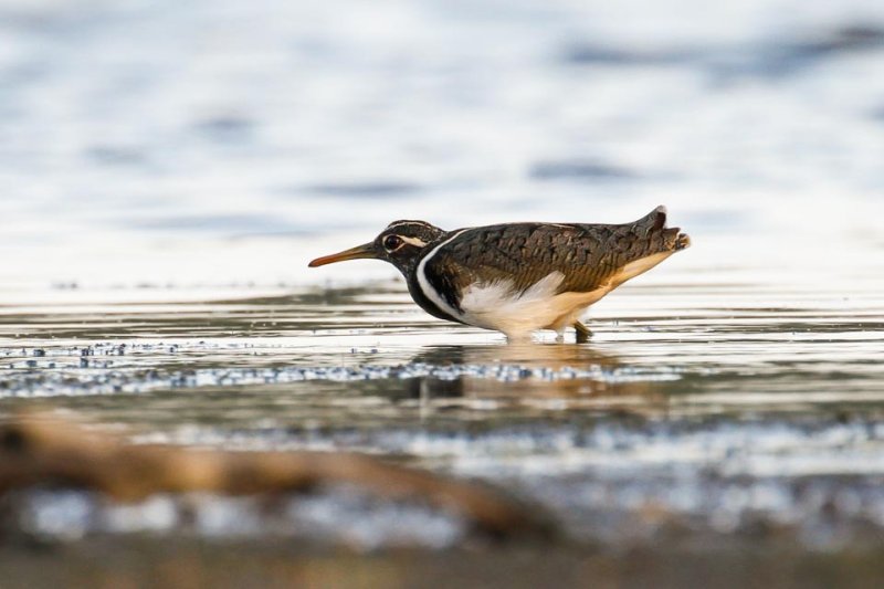 Australian Painted-snipe (Rostratula australis)