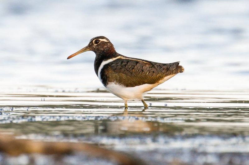 Australian Painted-snipe (Rostratula australis)