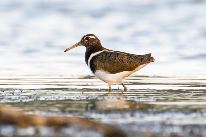 Australian Painted-snipe (Rostratula australis)