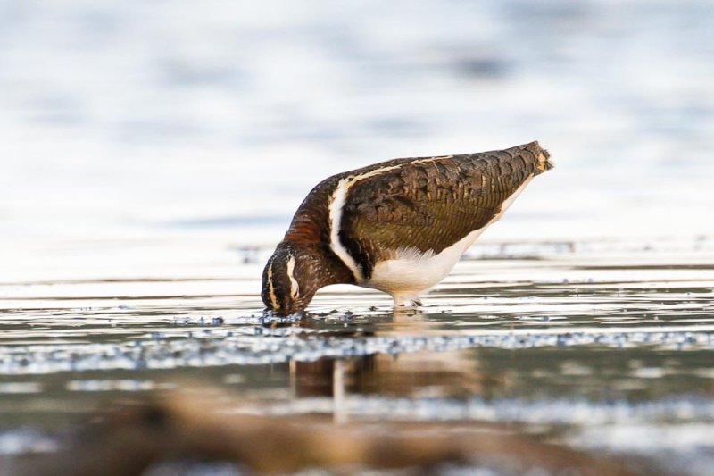 Australian Painted-snipe (Rostratula australis)