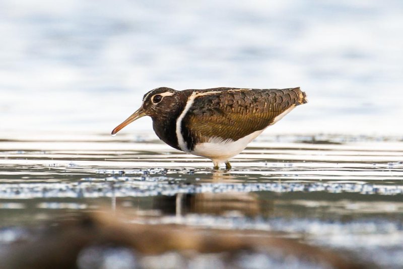 Australian Painted-snipe (Rostratula australis)