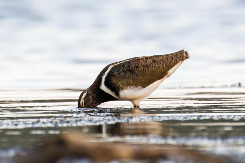 Australian Painted-snipe (Rostratula australis)