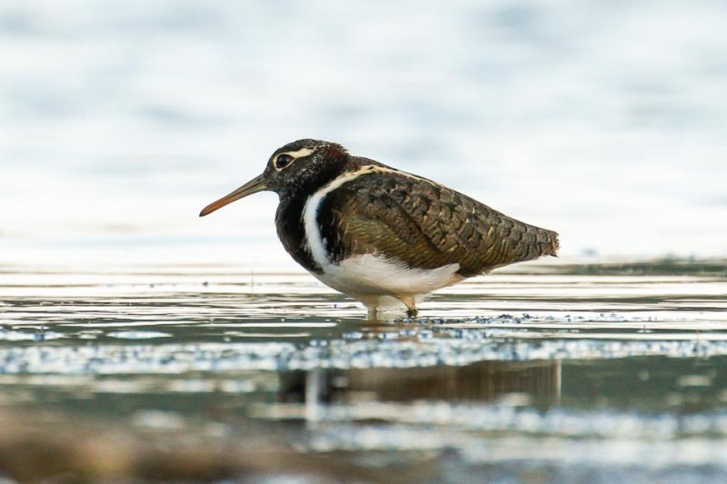 Australian Painted-snipe (Rostratula australis)