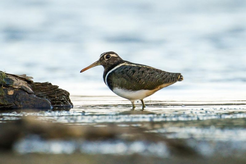 Australian Painted-snipe (Rostratula australis)