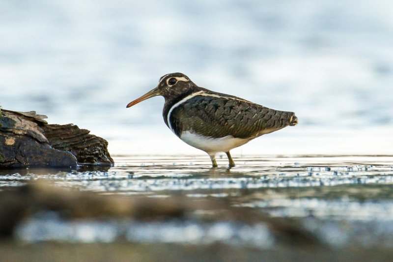 Australian Painted-snipe (Rostratula australis)