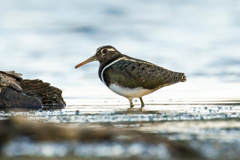 Australian Painted-snipe (Rostratula australis)