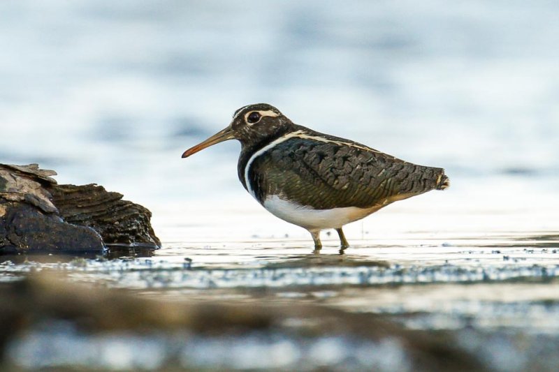 Australian Painted-snipe (Rostratula australis)