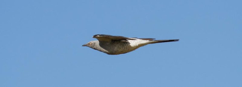 Ground Cuckooshrike (Coracina maxima)