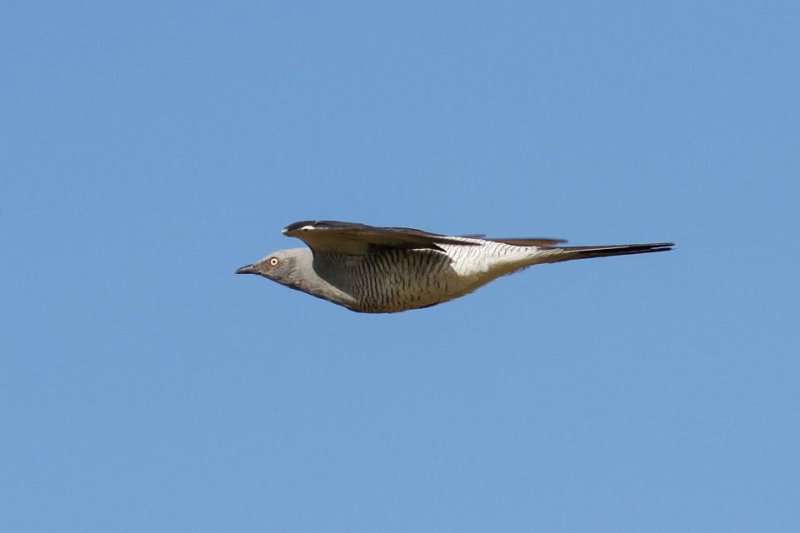 Ground Cuckooshrike (Coracina maxima)