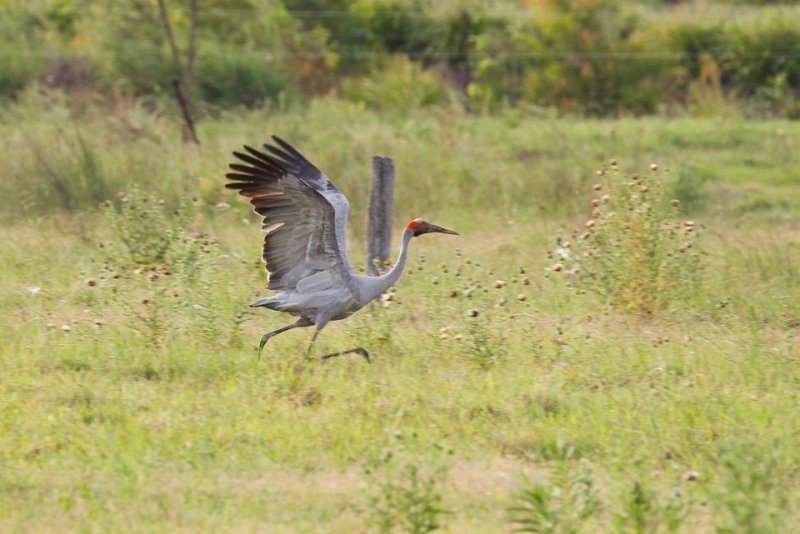 Brolga (Grus rubicunda)