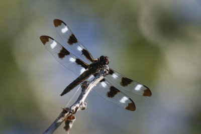 12-spot Skimmer _MG_1368.jpg