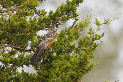 American Robin _MG_9729.jpg
