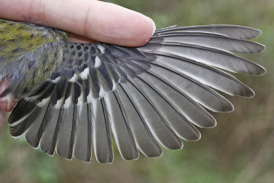 Bay-breasted Warbler _MG_4990.jpg