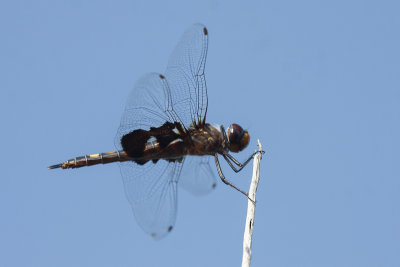 Black Saddlebags _MG_0411.jpg