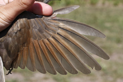 Black-billed Cuckoo _MG_1295.jpg