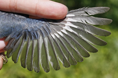 Black-throated Blue Warbler _MG_2923.jpg
