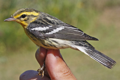 Blackburnian Warbler _MG_2984 mod.jpg