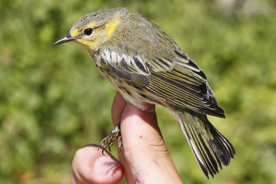 Cape May Warbler _MG_3611.jpg
