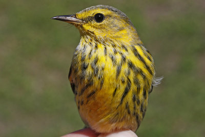 Cape May Warbler _MG_5483.jpg