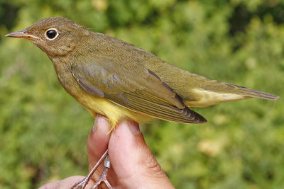 Connecticut Warbler _MG_4502.jpg