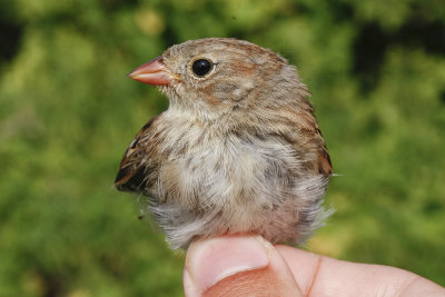 Field Sparrow _MG_4447.jpg